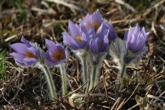 Velikonočnica